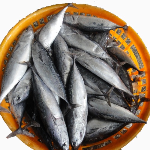 Mrożona tuńczyka Niedroga Bonito na cenę eksportową