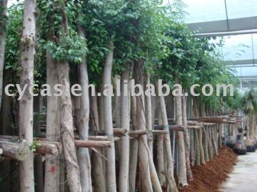 Ficus Nitida