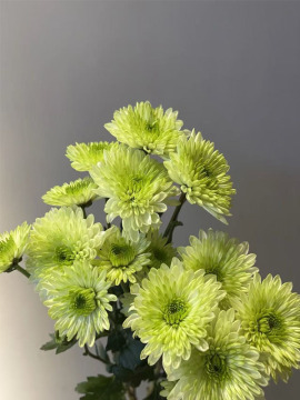 Green Cocoa pompon chrysanthemum