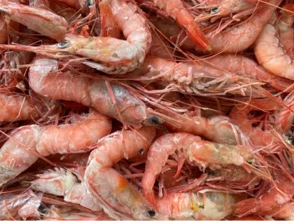 Frozen Red Deep Sea Prawn
