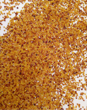 ouchhealthy Supply Trifolium repens L seeds