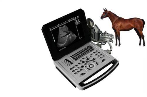 Scanner ad ultrasuoni BASSAGGIO B per cavallo da maiale di pecora