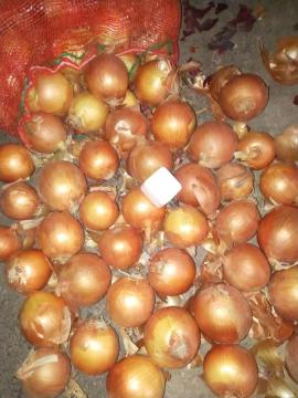 fresh yellow onion from shandong
