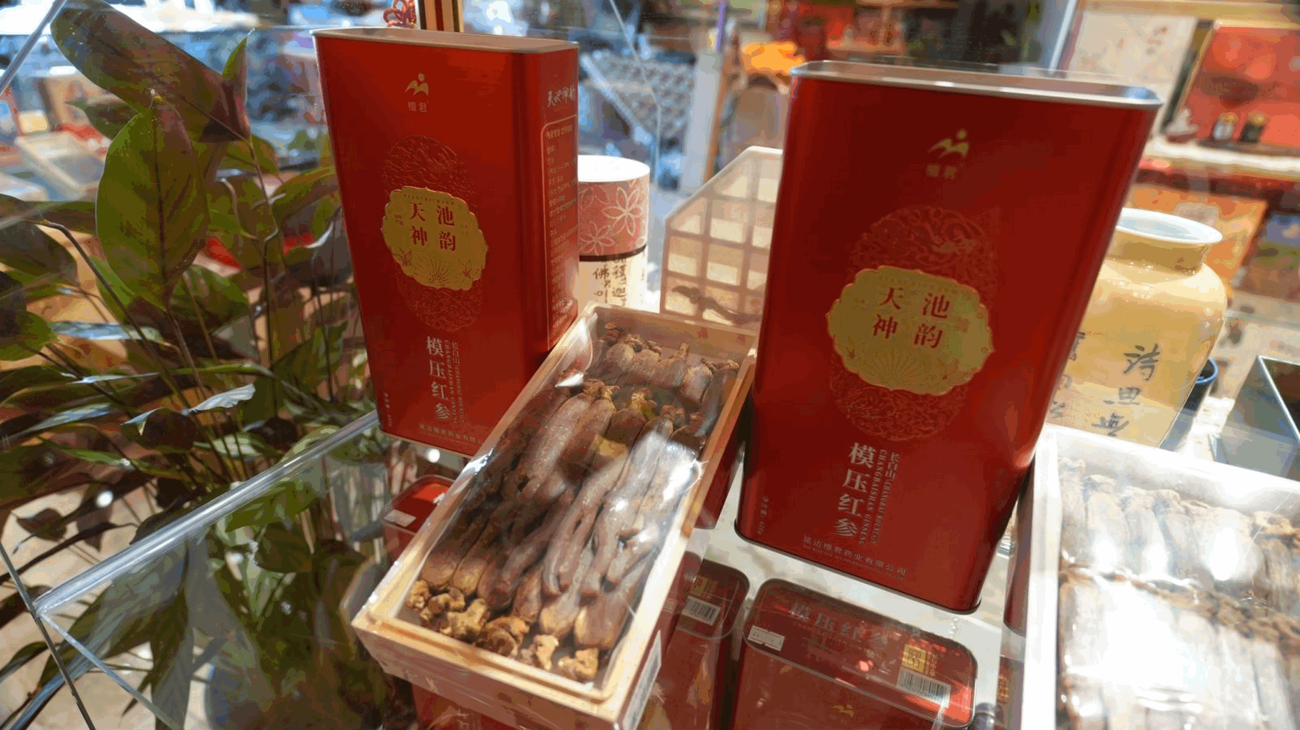 Selezione ginseng modellata d'élite