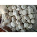 Chinese Fresh Garlic in Bulk White Garlic