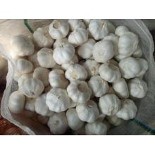 Hot sale fresh white/red garlic low price