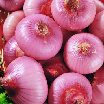 Cipolla rossa fresca di buona qualità