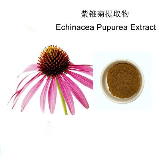 Echinacea Purpurea Extract (2)