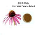 Echinacea Purpurea Extract Echinacea Polyphenols 4%