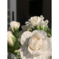 رذاذ القرنفل بالياسمين الوردي