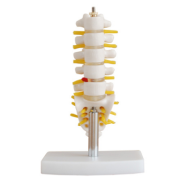 Modelo de pequenas vértebras lombares com coluna caudal