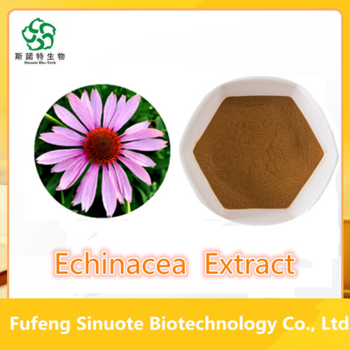 Chaga Extract Powder High Quality Echinacea Extract Powder 4% Cichoric Acid Factory