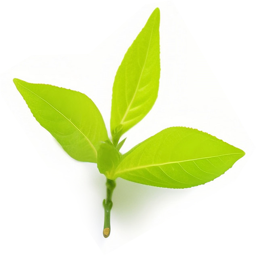 Green Tea Extract 98% Tea Polyphenol