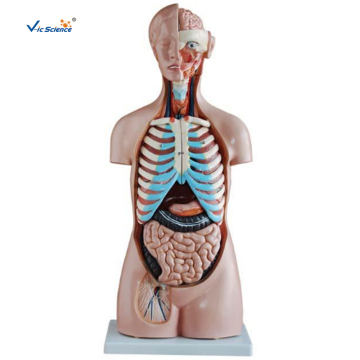 85CM Sexless Torso 20 delen