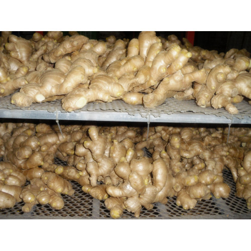 Shandong საჰაერო გამხმარი Ginger