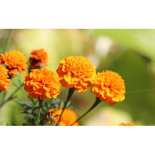 Extrait de fleur de marigold à 5% de lutéine