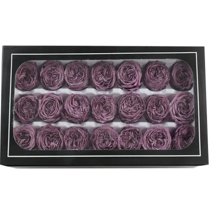 Wholesale Long-Lasting Austin Preserved Roses - Eternelle Eternal Flowers