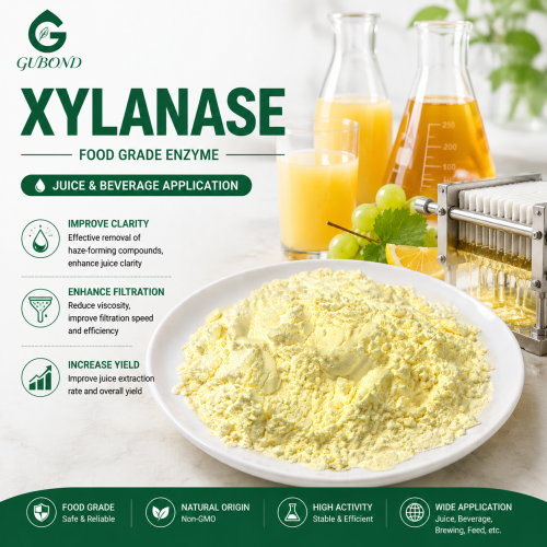 Polvo de enzima xilanasa para piensos, procesamiento de alimentos y aplicaciones industriales