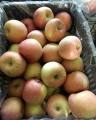 Υψηλής ποιότητας φρέσκα νέα μήλα μήλου Qinguan