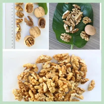 New Crop Dry Walnut Walnuss Nuts Nuss