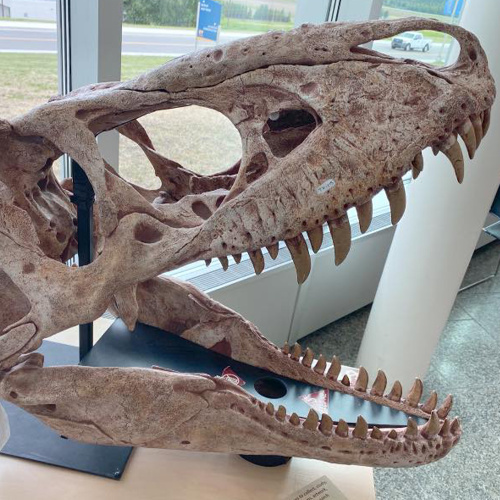 Museum Dinosaur Replica Full Size Dinosaur Skull