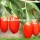 Factory Supply Fruits Bulk Low Sugar Goji Berry