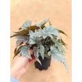 Living Plants Price begonia 18 with fast delivery Manufactory