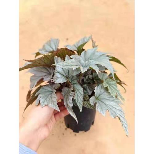 Bulk Begonia-1 para ibenta