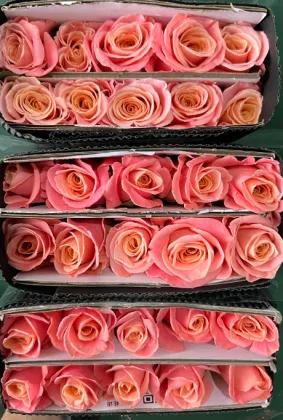 Miss Piggy Rose Single-Headed Flower for Special Occasions