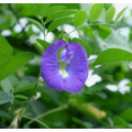 Vibrant Blue Butterfly Pea Extract for Herbal Tea and Smoothies