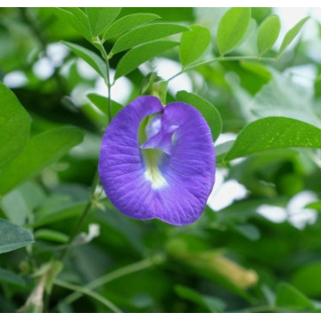 Vibrant Blue Butterfly Pea Extract for Herbal Tea and Smoothies