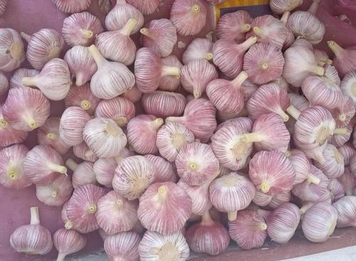 Bawang putih putih normal 2019 tanaman baru