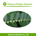 Extracto de Chanca Piedra / Phyllanthus urinaria L.Polvo