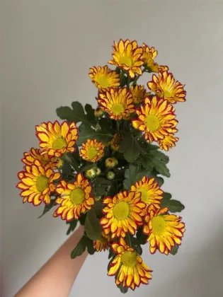 Roman Holiday spray chrysanthemum