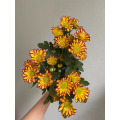রোমান হলিডে স্প্রে chrysanthemum