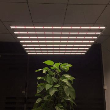 600W LED Grow Lights pour le jardinage intérieur hydroponique