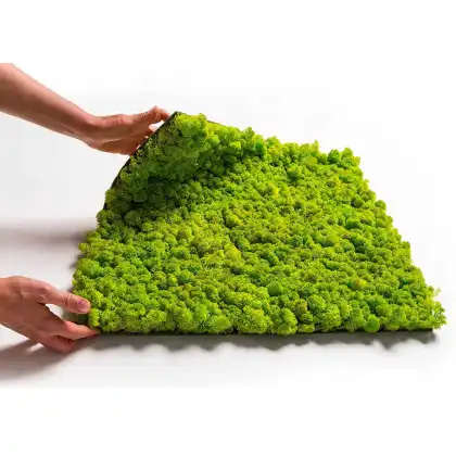 Real Iceland Moss Wholesale Moss Plate 30x30cm for Moss Art Panels