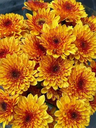Bruno Orange Daisy spray chrysanthemum