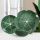 Green cabbage plate petal ceramic tableware