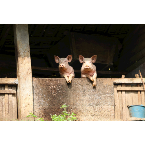 High Absorption Feed Minerals Additives DCP 18%