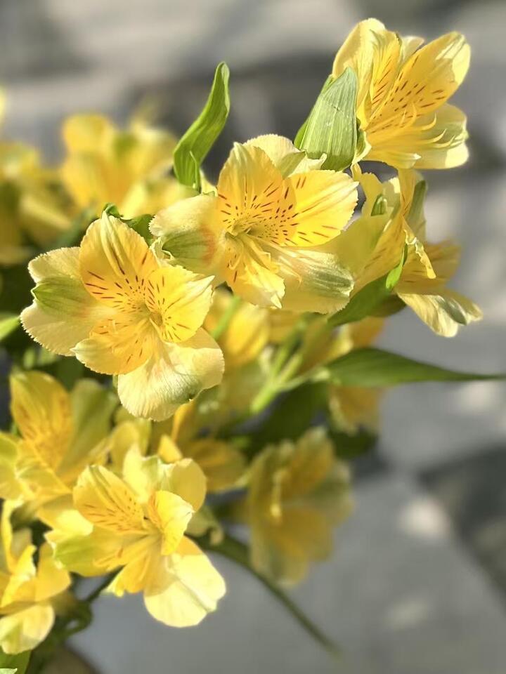 Yellow Alstroemeria