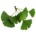 Extracto de hoja de Ginkgo biloba estándar de EP USP natural