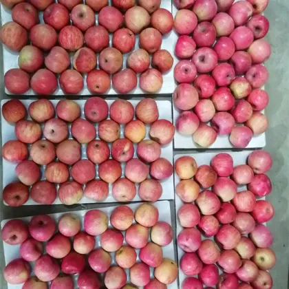 Paper Bagged Qin Guan