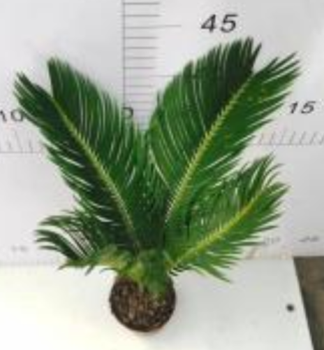 Cycas Revoluta 90 till salu