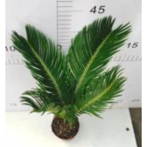 Cycas revoluta 90 for sale