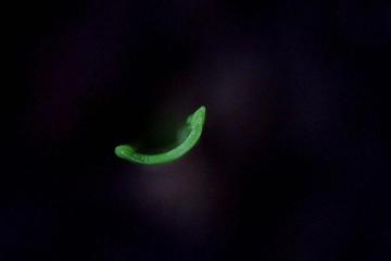 MT- Harmony,Commercial Artificial Grass