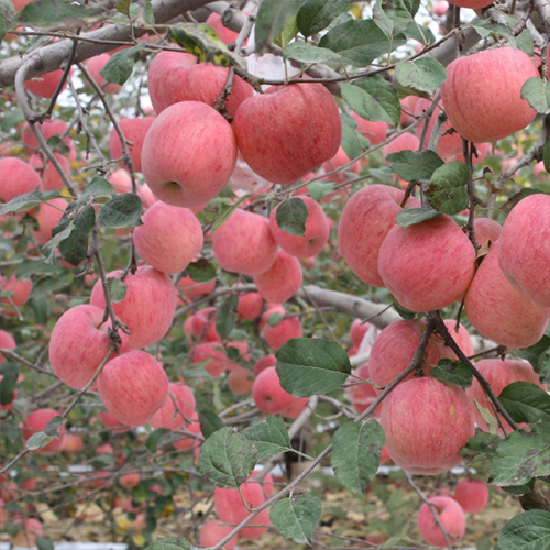NingXia New Super Grade Organic Red Fuji Apples