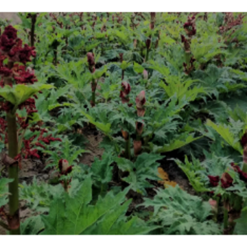 Rhubarb Extract Powder Rhubarb Root Extract