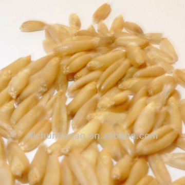 chinese hulless oat