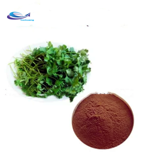 Wholesale Coriander Extract Powder 